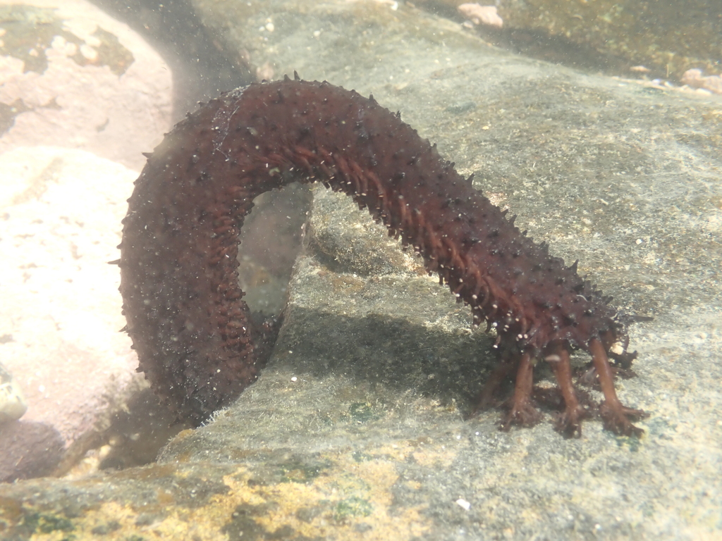 A sea cucumber extending its tube feet across a shallow rock pool