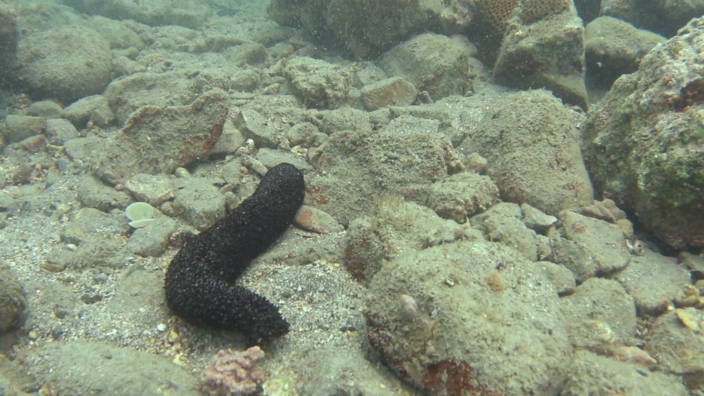 A sea cucumber among coral rubble and sand in shallow water
