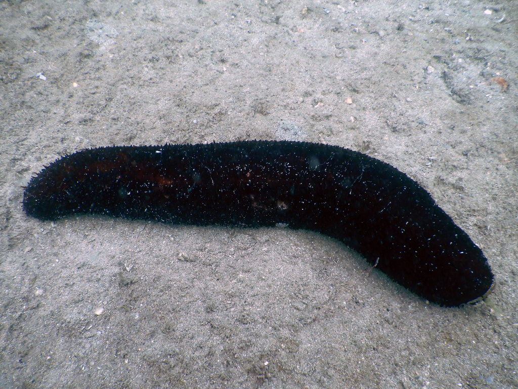 A dark sea cucumber on pale sand