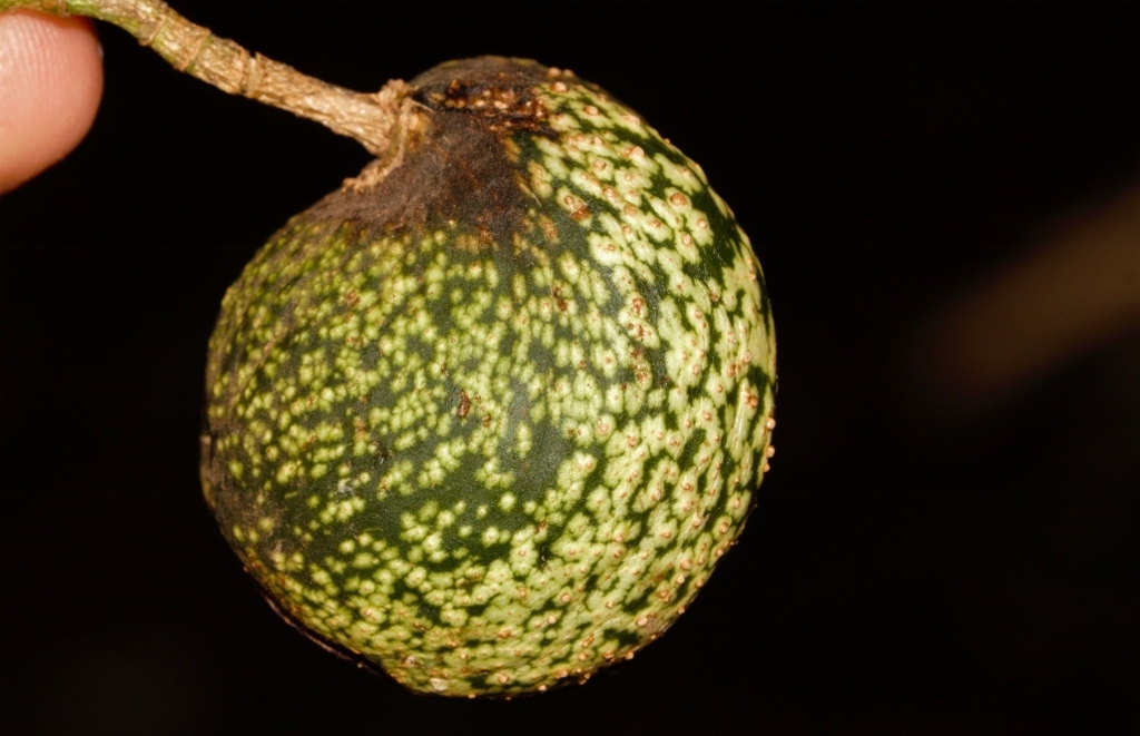 Ripe Voacanga africana fruit with its speckled green skin, held in one hand