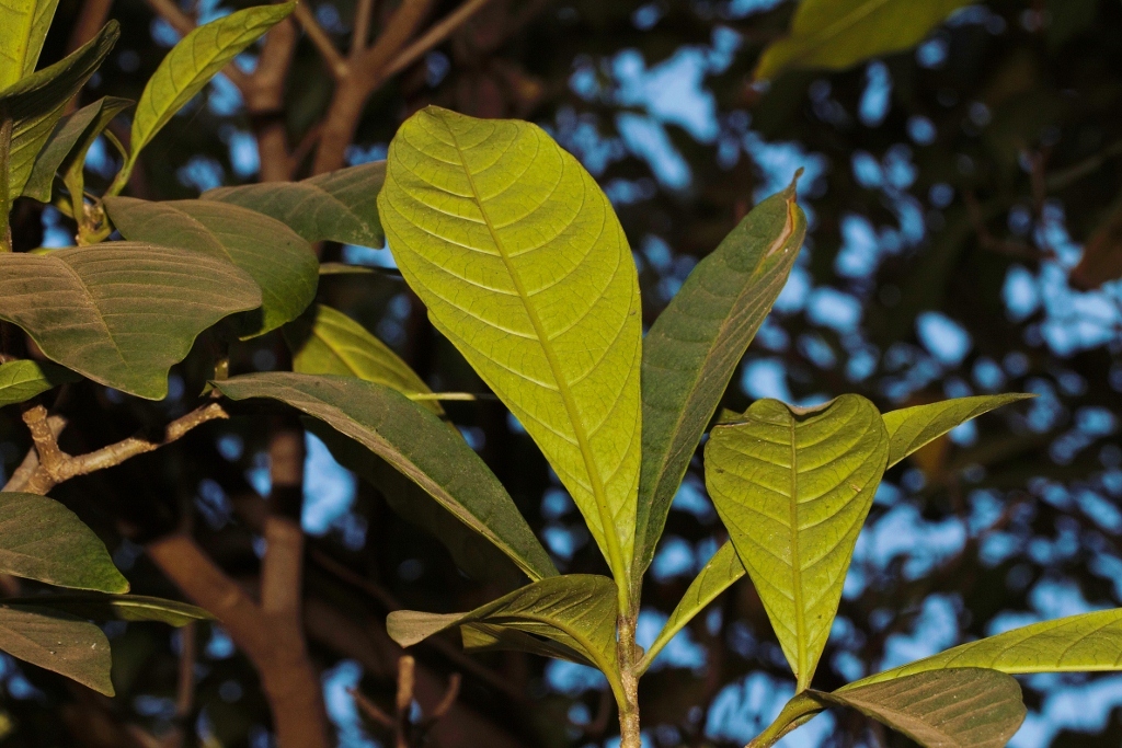 Large glossy opposite leaves of Voacanga africana against the sky