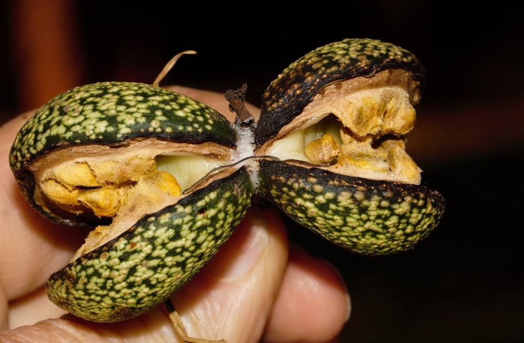 A split Voacanga africana fruit showing the yellow pulp and brown seeds inside