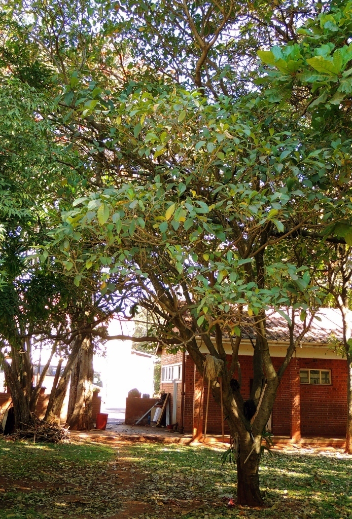 A mature Voacanga africana tree with its dense, spreading crown